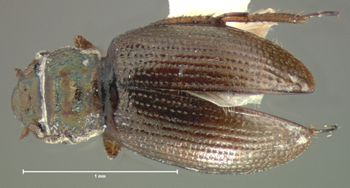 Media type: image;   Entomology 8222 Aspect: habitus dorsal view